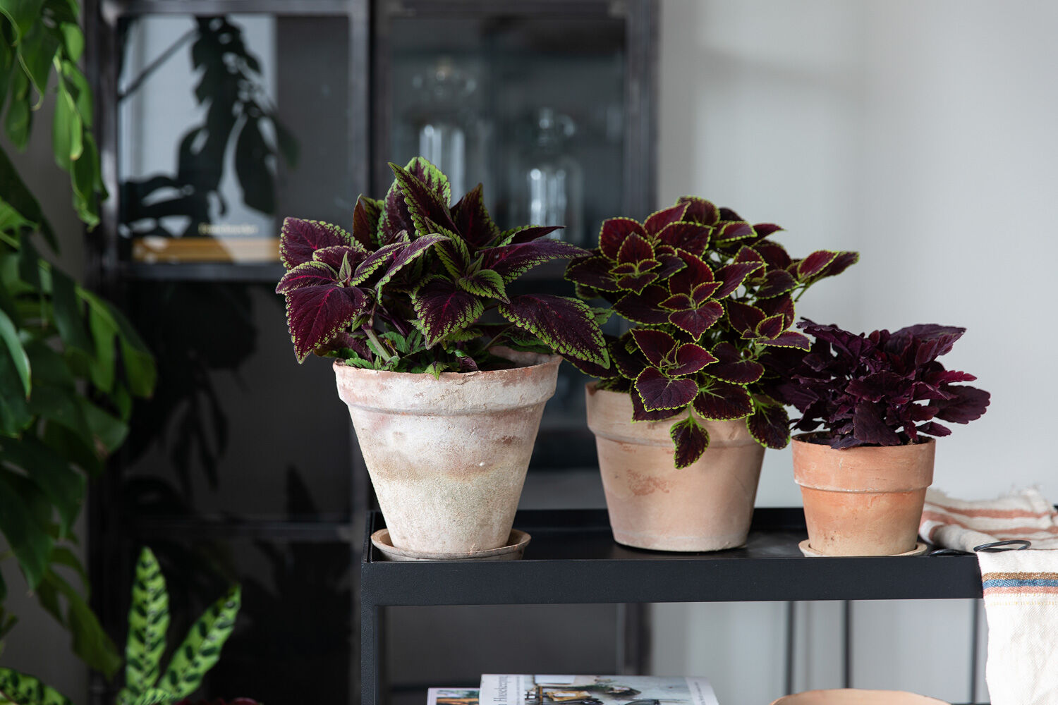 Coleus